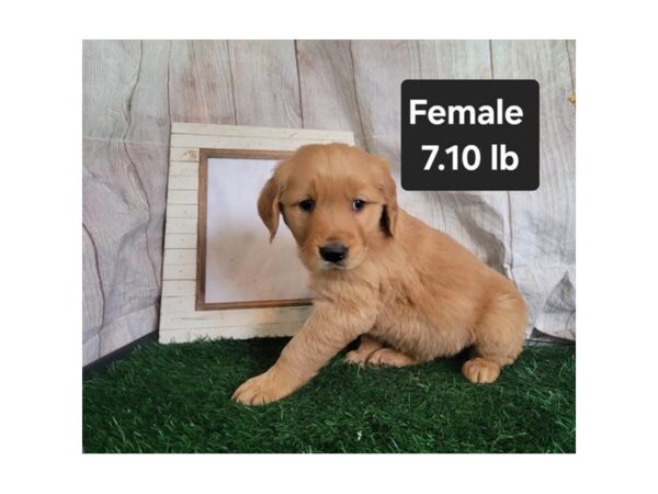[#20798] Golden Female Golden Retriever Puppies for Sale