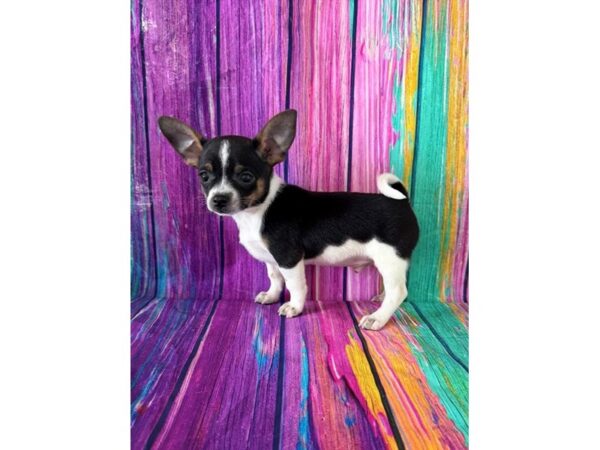[#20789] White Black / Tan Male Chihuahua Puppies for Sale