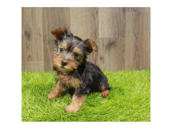 [#20791] Black / Tan Female Silky Terrier Puppies for Sale