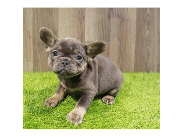 [#20790] Blue / Tan Female French Bulldog Puppies for Sale