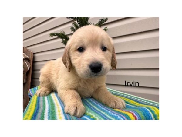 [#20799] Golden Male Golden Retriever Puppies for Sale