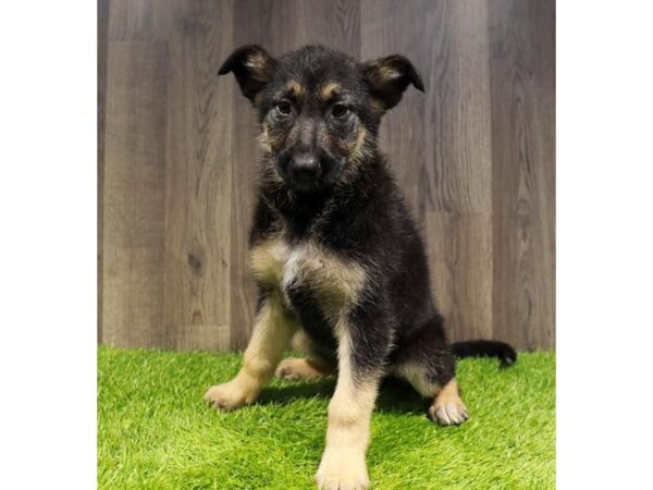 [#20794] Black / Tan Female German Shepherd Dog Puppies for Sale