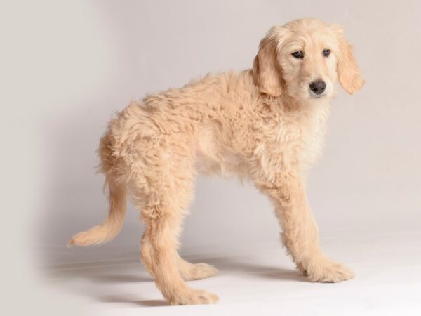 [#20800] Lt Golden Female Goldendoodle 2nd Gen Puppies for Sale