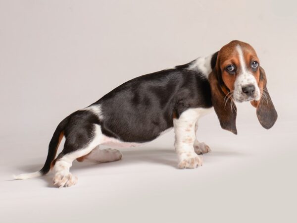 Black and tan hot sale puppies for sale