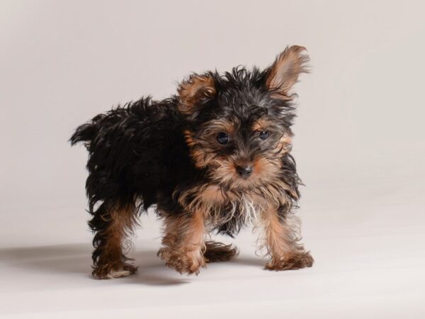 [#20792] Black / Tan Female Yorkshire Terrier Puppies for Sale