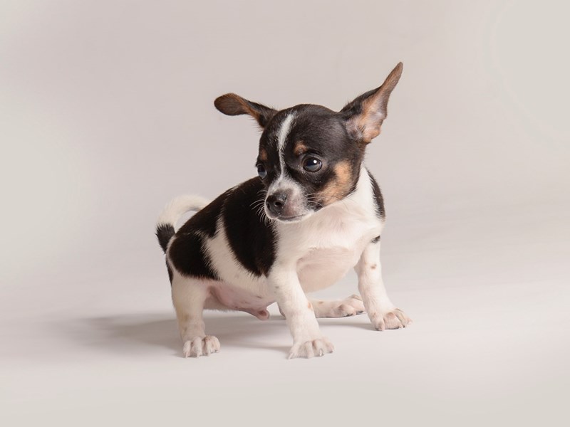 Dogs & Puppies For Sale Petland Topeka, Kansas