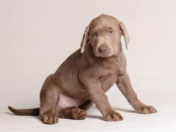 [#20815] Silver Male Labrador Retriever Puppies for Sale