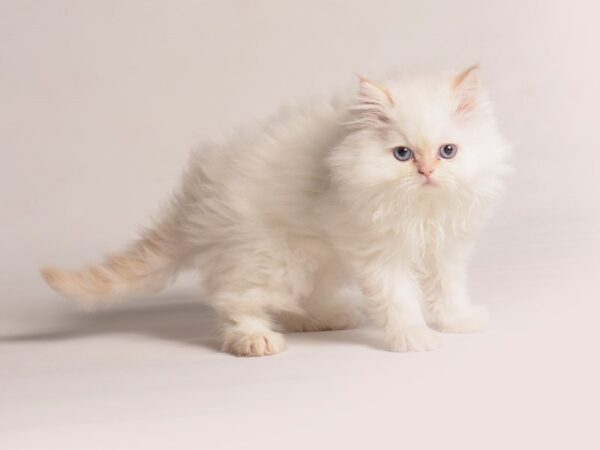[#20811] Flame Male Persian Kittens for Sale