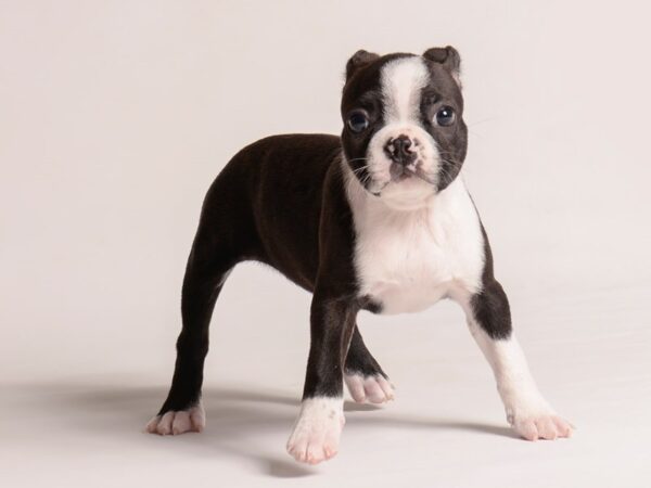 [#20807] Black and White Female Boston Terrier Puppies for Sale