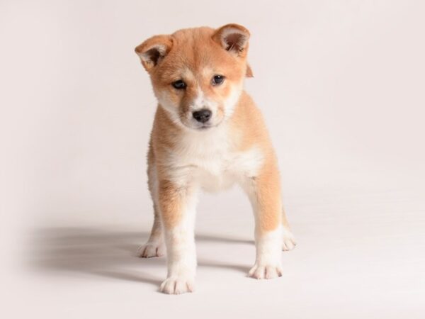 [#20806] Red Sesame Female Shiba Inu Puppies for Sale