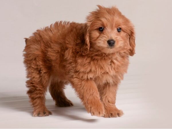 [#20816] Apricot Female Goldendoodle Mini 2nd Gen Puppies for Sale