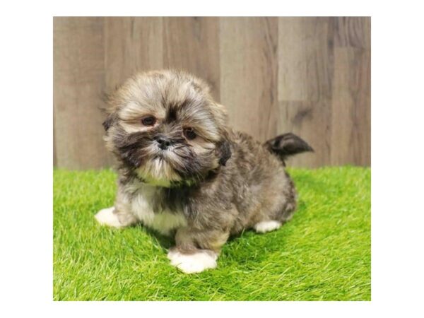 [#20832] Brindle Female Lhasa Apso Puppies for Sale