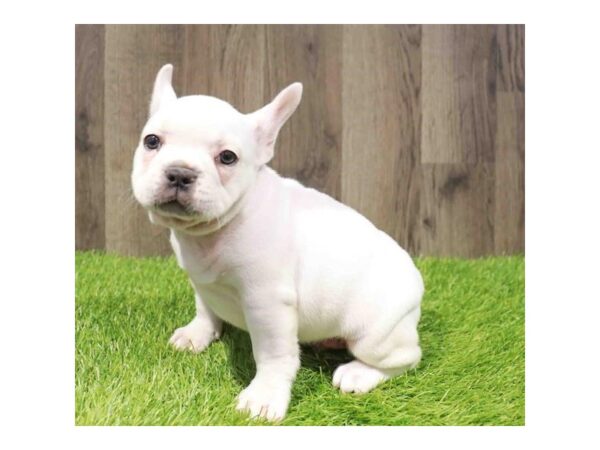 [#20828] White Male French Bulldog Puppies for Sale