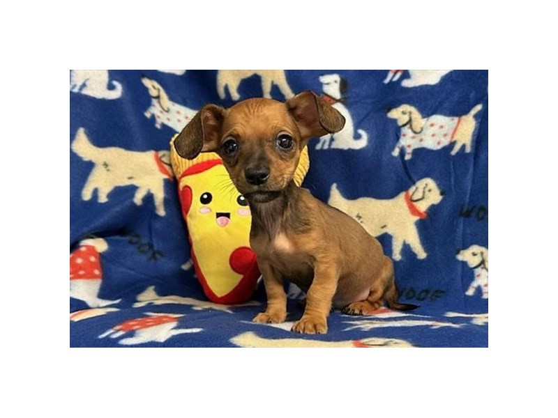 Dogs & Puppies For Sale Petland Topeka, Kansas