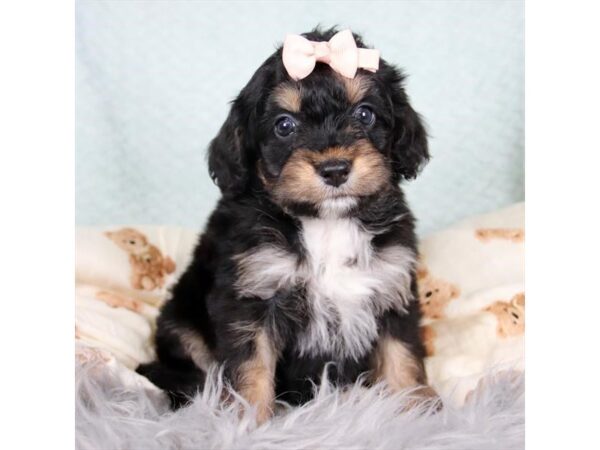 [#20834] Tri-Colored Female Bernedoodle Mini Puppies for Sale