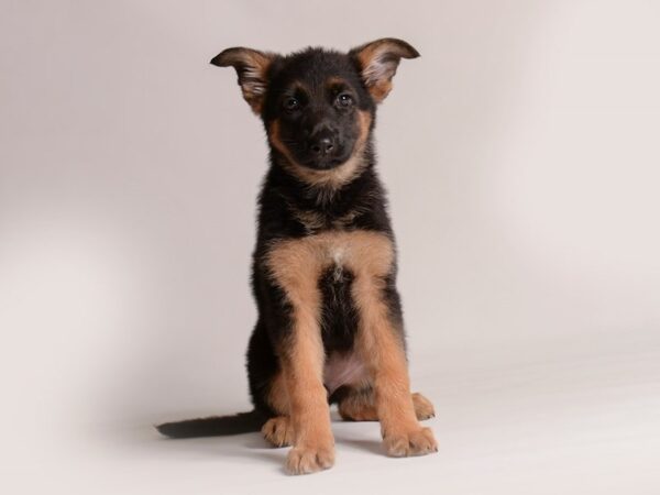 [#20839] Blk and Tn Female German Shepherd Puppies for Sale