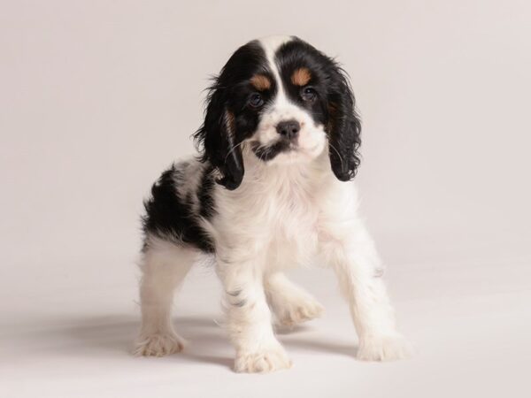 [#20837] Blk, Wht and Tn Female Cocker Spaniel Puppies for Sale