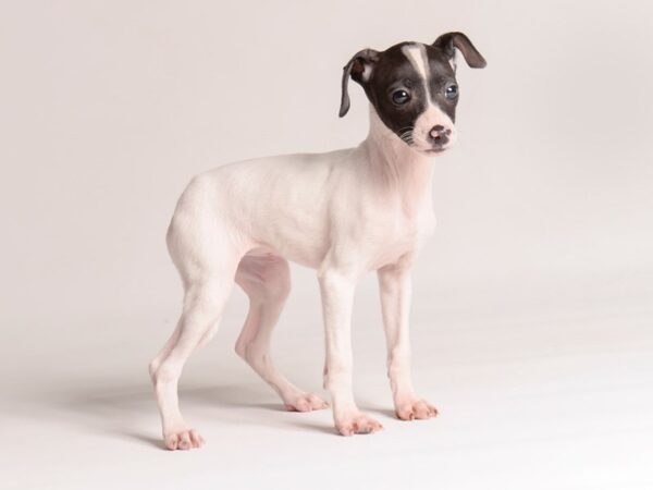 [#20835] White / Black Female Italian Greyhound Puppies for Sale