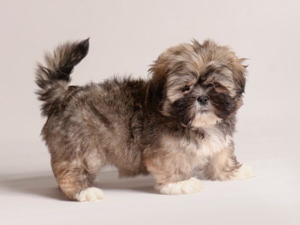 [#20832] Brindle Female Lhasa Apso Puppies for Sale