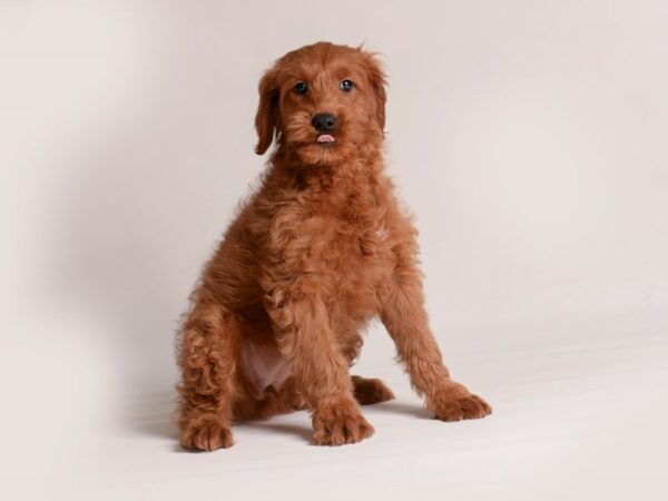 [#20830] Red Female Goldendoodle Mini Puppies for Sale