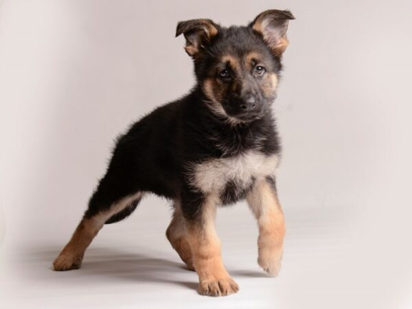 [#20829] Black / Tan Female German Shepherd Dog Puppies for Sale