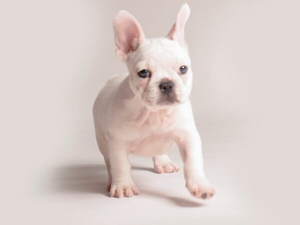 [#20828] White Male French Bulldog Puppies for Sale
