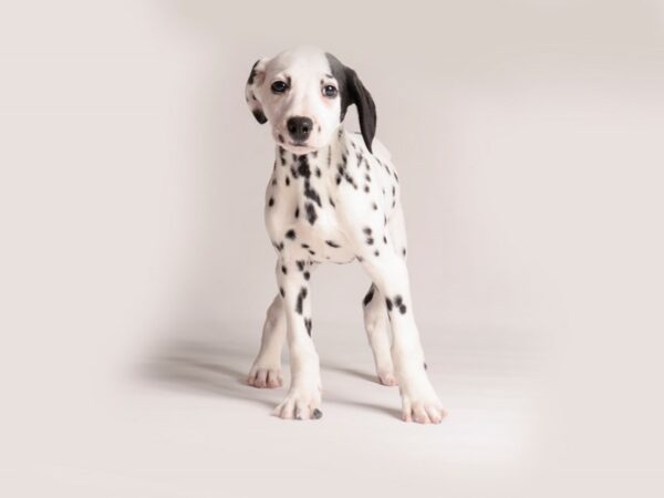 [#20827] Black / White Male Dalmatian Puppies for Sale