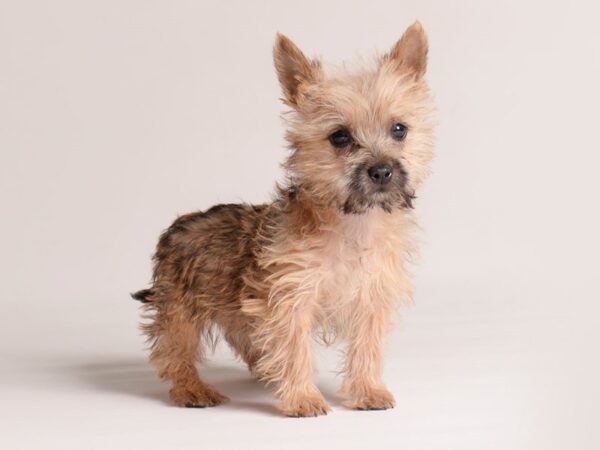 [#20826] Wheaten Female Cairn Terrier Puppies for Sale