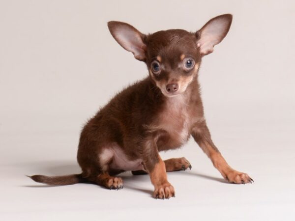 [#20824] Chocolate and Tan Male Chihuahua Puppies for Sale
