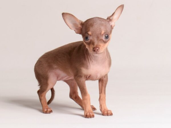 [#20823] Chocolate and Tan Female Chihuahua Puppies for Sale