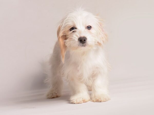 [#20850] Wh & Cr Female Shih Tzu/Dachshund Puppies for Sale