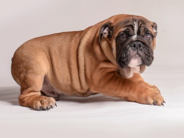 [#20847] Red, Blk Mask Male English Bulldog Puppies for Sale