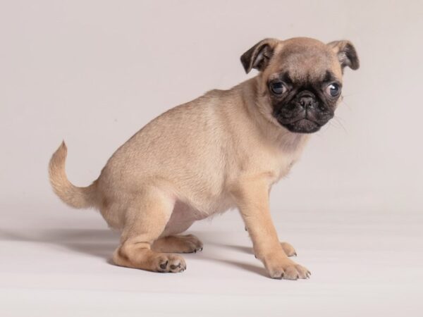 [#20844] Fawn Female Pug Puppies for Sale