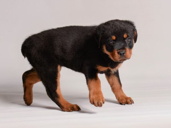 [#20858] Black / Tan Female Rottweiler Puppies for Sale