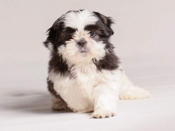 [#20854] Black / White Female Shih Tzu Puppies for Sale