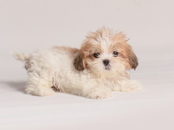 [#20853] Red / White Female Shih Tzu Puppies for Sale