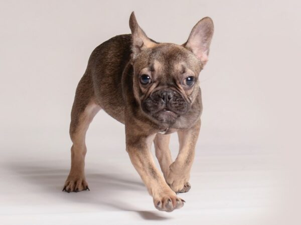 [#20768] Sable Female French Bulldog Puppies for Sale