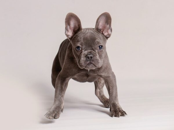 [#20766] Blue Male French Bulldog Puppies for Sale