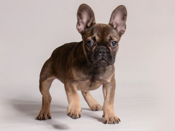 [#20765] Sable Male French Bulldog Puppies for Sale