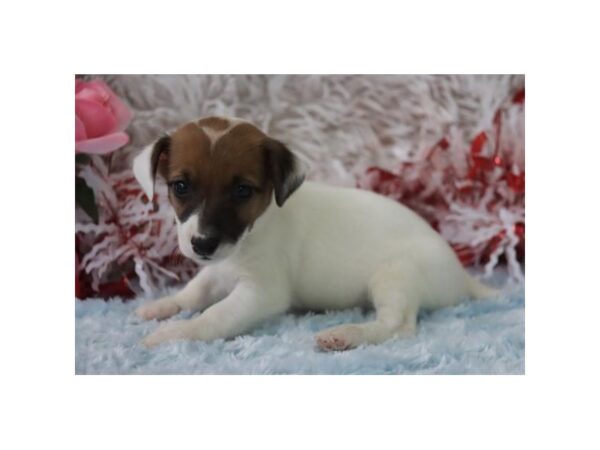[#20862] Brown / White Female Jack Russell Terrier Puppies for Sale