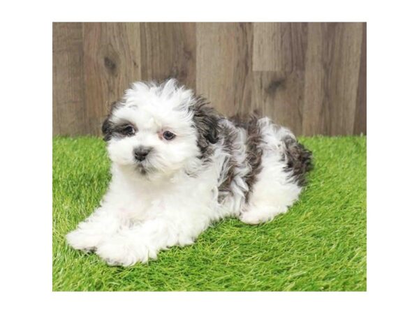 [#20871] Brindle / White Female Teddy Bear Puppies for Sale
