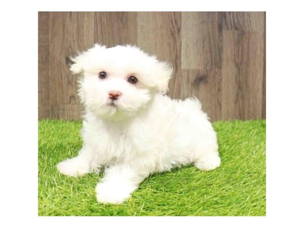 [#20868] White Female Maltese Puppies for Sale