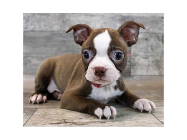 [#20873] Seal / White Male Boston Terrier Puppies for Sale