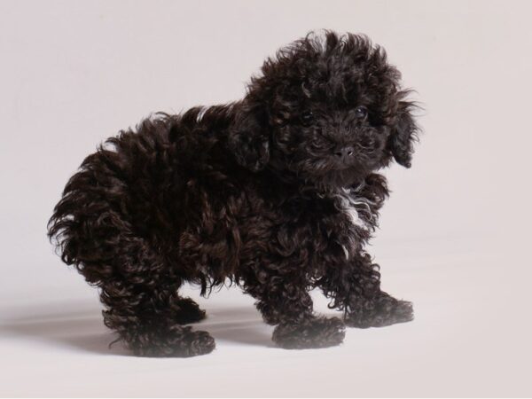 [#20875] Black Male Poodle Puppies for Sale