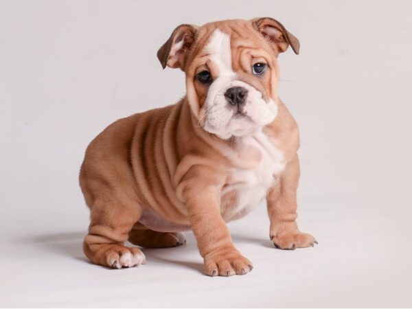 [#20874] Fawn Female Bulldog Puppies for Sale