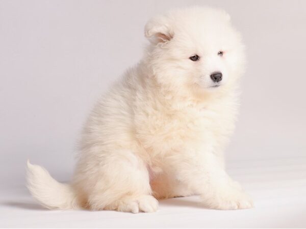 [#20870] White Female Samoyed Puppies for Sale