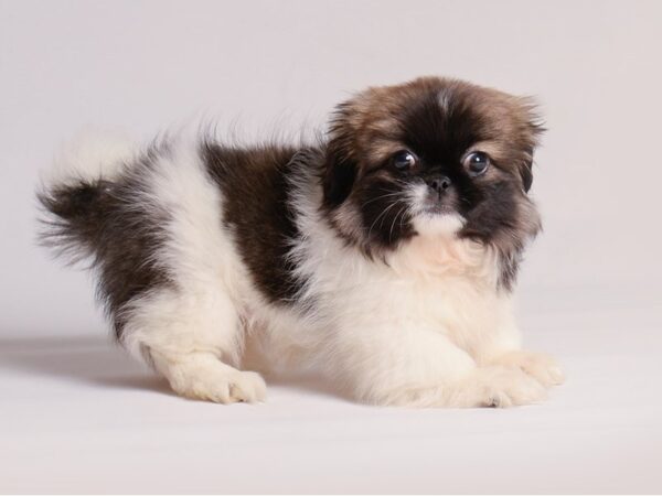 [#20869] Brown / White Female Pekingese Puppies for Sale