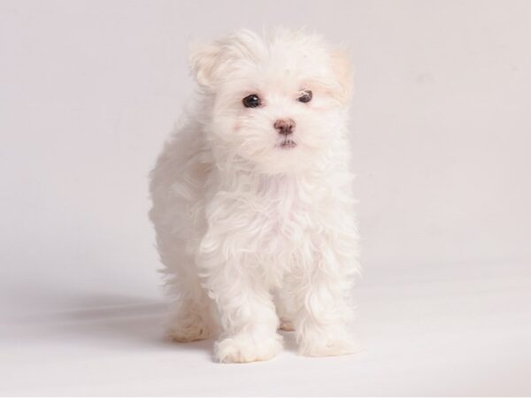 [#20868] White Female Maltese Puppies for Sale