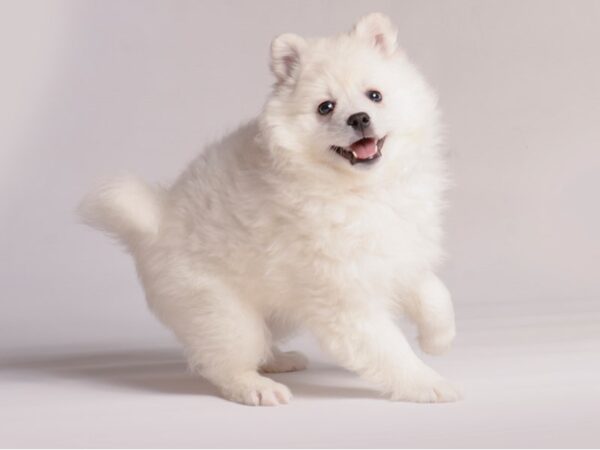 [#20865] White Female American Eskimo Dog Puppies for Sale