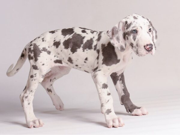 [#20864] Blue Harlequin Female Great Dane Puppies for Sale